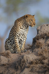 Leopard male following a female in a Game Reserve in the Greater Kruger Region in South Africa