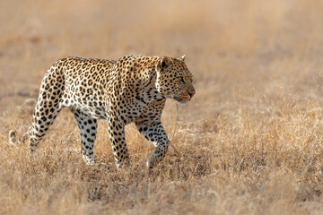 Naklejka premium Leopard male following a female in a Game Reserve in the Greater Kruger Region in South Africa