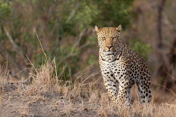 Leopard male following a female in a Game Reserve in the Greater Kruger Region in South Africa