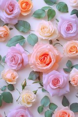 Fototapeta premium Pink Orange Roses White Background
