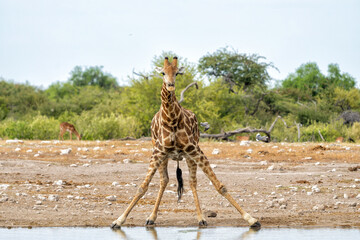 Drinking giraffe in a waterhole in the very dry and desolate Etosha National Park in Namibia