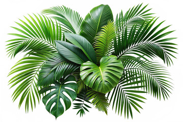 Plant leaves Green nature Tropical forest png