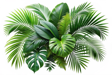 Plant leaves Green nature Tropical forest png