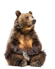 Rotund Brown Bear Cub Sitting with Fish Paws on White Background