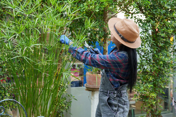 Asian woman trimming tall green plants with pruning shears in a home garden. Wearing gloves, plaid...