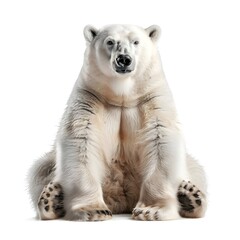 Fototapeta premium Chubby polar bear cub sitting with curious expression on white background with copy space