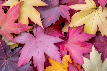 Stunning background of multicolor leaves with natural light. Majestic autumn foliage color background.