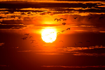 ziehende Kraniche (Grus grus) bei Sonnenuntergang, Diepholzer Moorniederung, Deutschland // Migrating cranes (Grus grus) at sunset © bennytrapp