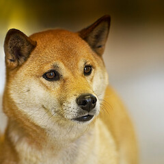 Porträt eines Akita Inu
