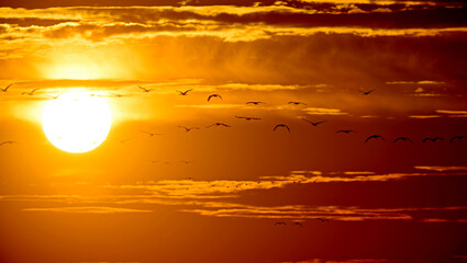 ziehende Kraniche (Grus grus) bei Sonnenuntergang, Diepholzer Moorniederung, Deutschland // Migrating cranes (Grus grus) at sunset © bennytrapp