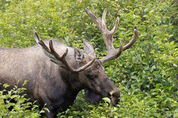 Bull Alaska Yukon Moose in Autumn in Alaska