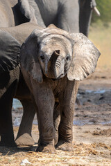 Naklejka premium Young Elephant playing and drinking at a waterhole in Etosha National Park in Namibia
