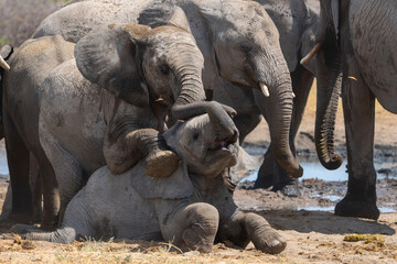 Fototapeta premium Young Elephant playing and drinking at a waterhole in Etosha National Park in Namibia