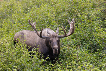 Bull Alaska Yukon Moose in Autumn in Alaska