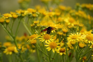 Feeding Six Spot Burnet Moth