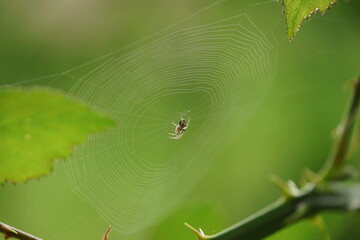 Garden Orb Weaver on a Web