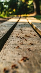 Close-up of wooden planks with small ants crawling, showcasing nature's detail and texture in a serene outdoor setting.