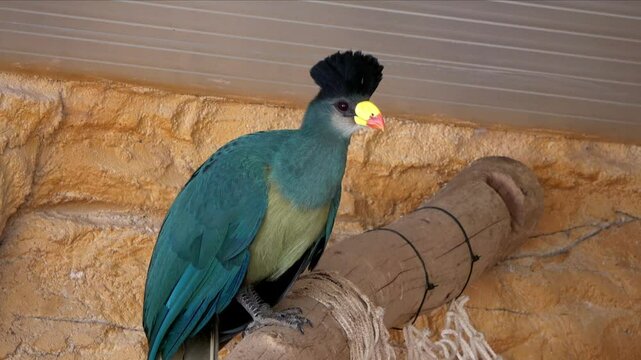 &Epsilon;xotic colorful bird in the zoo garden