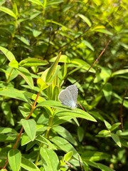 White butterfly on a leaf