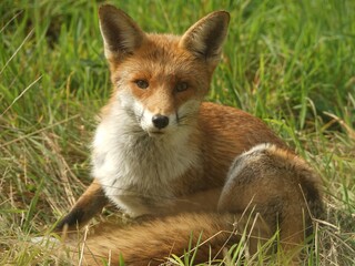 Fototapeta premium Red Fox Portrait 3