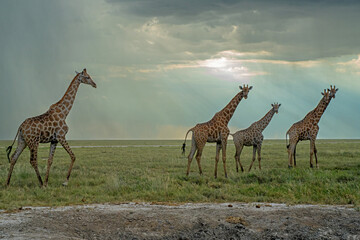 Drinking giraffe in a waterhole in the very dry and desolate Etosha National Park in Namibia