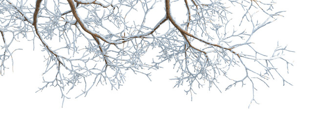 Obraz premium branches of a tree in snow on white background