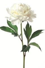 Fototapeta premium A white peony blossom flower dahlia.