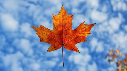 Fototapeta premium Single Red Maple Leaf Against Blue Sky with Clouds