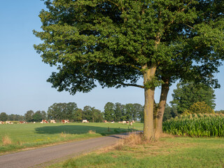 spotted cows in green meadow near farm in dutch achterhoek on sunny summer morning