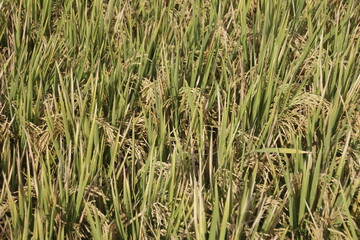 Close up yellow rice seed ripe on rice fields. Beautiful golden rice field and ear of rice.