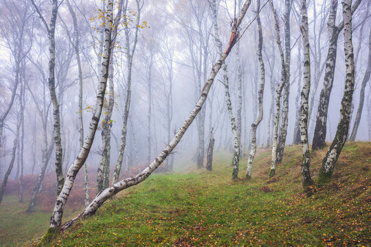 A Tranquil Path Through a Fog-Draped Birch Woodland, Highlighting the Graceful Curves of Leaning Trees and the Soft Blanket of Grass Beneath