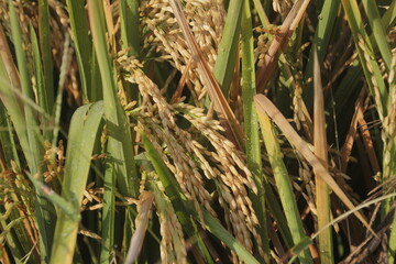 Close up yellow rice seed ripe on rice fields. Beautiful golden rice field and ear of rice.