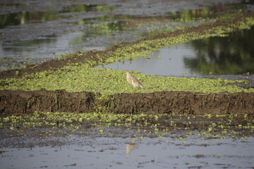 Javanese Pond Egret, or Blekok Sawah, or Ardeola speciosa looking for food. Egrets are a species of bird from the Ardeidae family whose main diet is insects, fish and crabs.