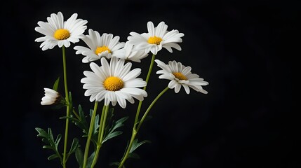 Obraz premium Beautiful White Daisies Blooming on Serene Black Background
