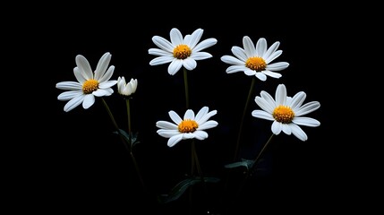 Obraz premium Serene White Daisies Blooming in Verdant Field Against Dark Background