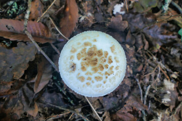 Overhead view of the cap of an Amanita citrina var. Alba (False Death Cap) growing in leaf litter on the forest floor

