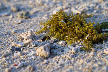 Moos am Strand 