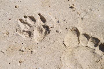 Hund und Mensch Abdruck im Sand 