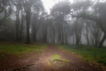 Fototapeta premium Serra de Sintra - Portugal 