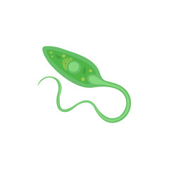 Euglena illustration