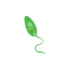 Euglena illustration