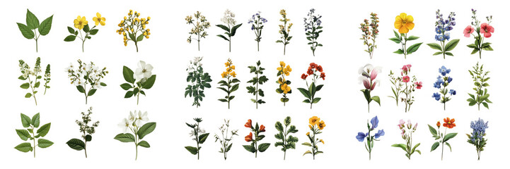 Wildflower illustrations in different styles isolated on transparent background ideal for botanical-themed illustrations or nature designs