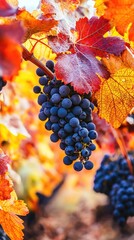 Obraz premium Vibrant grapes hanging from a vine surrounded by autumn leaves, capturing the essence of a fruitful vineyard in fall.