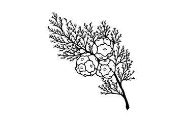 Cypress branch. Vector stock illustration eps 10. hand drawing. out line. Adobe Illustrator Artwork