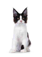 Handsome black and white Maine Coon cat kitten, sitting up facing front. Looking towards camera. Isolated on a white background.