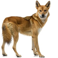 Obraz premium Unraveling the Mystery of the Dingo Beast isolated on transparent Background isolated on white 