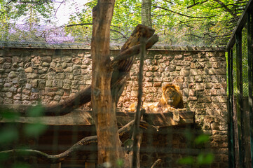 White lion in a cage at Eberswalder Zoo, Germany. Wild animal. Rare colour mutation of the lion.