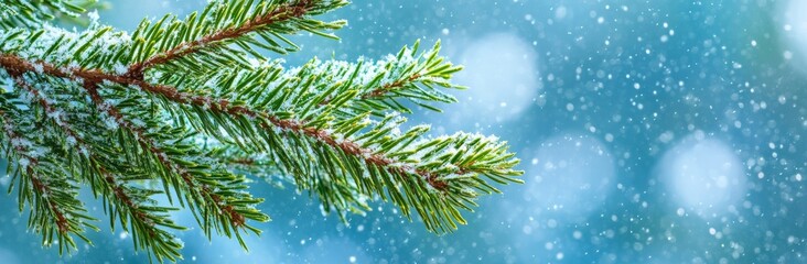 Branches of a beautiful green fir tree close up. Concept of Christmas and winter.