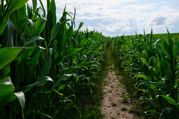 Green corn field with corn cobs. Corn green field.
