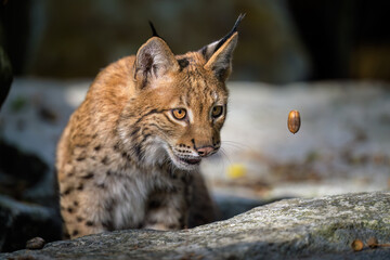 Two lynx cubs play in the paddock.